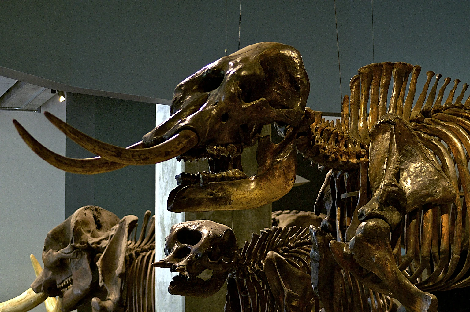 A Mammoth fossil skeleton showing the specialized molars inside the George C. Page Museum.