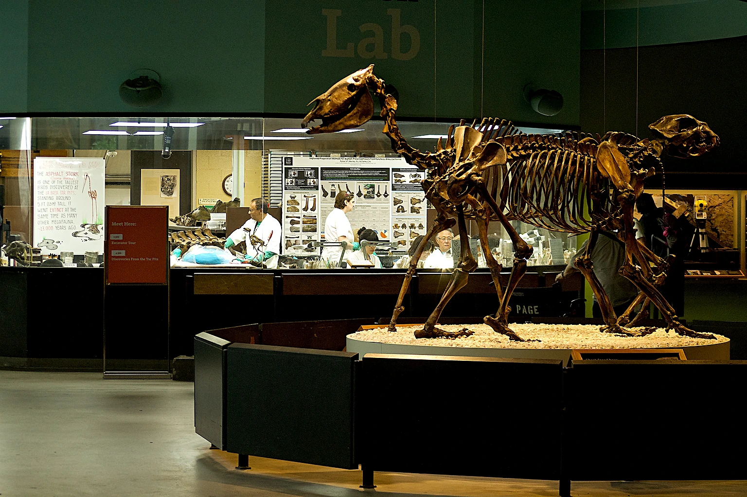 Paleontology lab staff process fossils in public view. Assembled fossil skeleton in the foreground inside the George C. Page Museum.