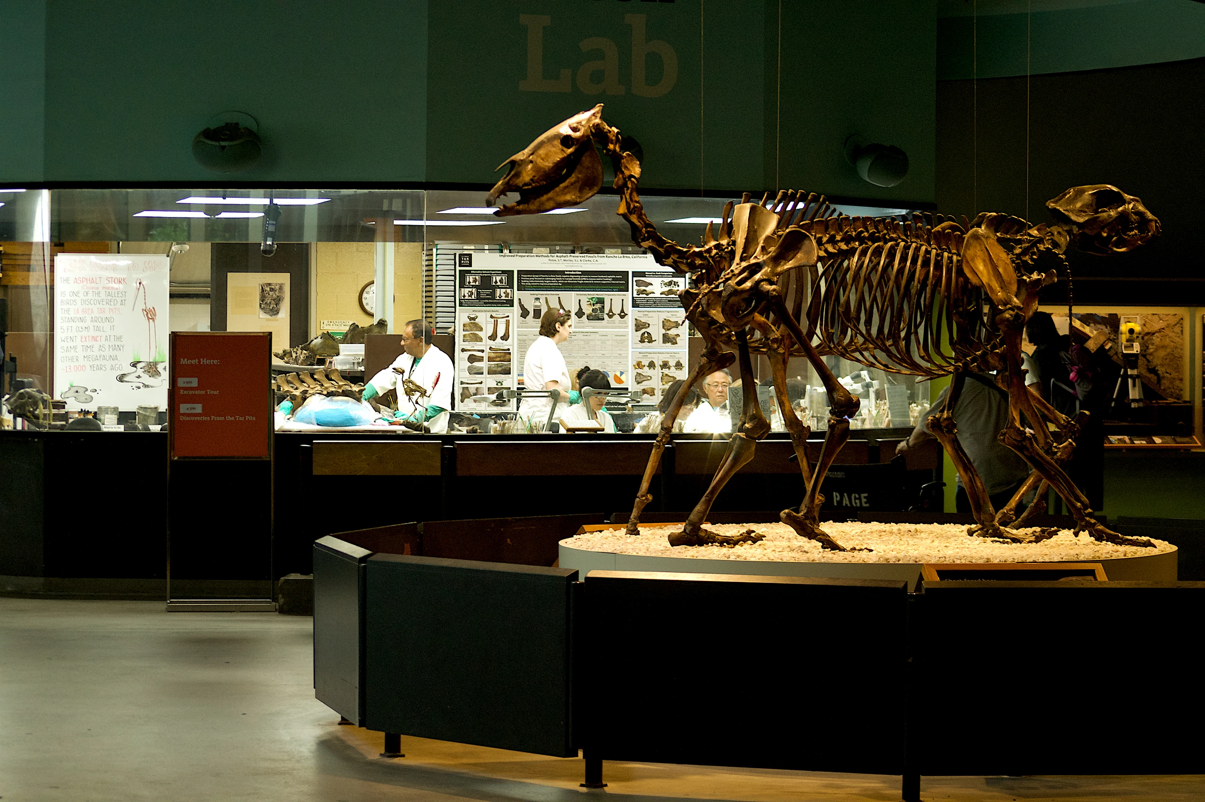 Paleontology lab staff process fossils in public view. Assembled fossil skeleton in the foreground inside the George C. Page Museum.